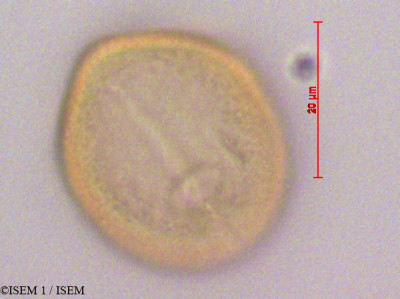 Dodonaea viscosa - lame n° 28280